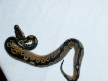pretty girl