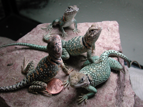 JuvieAquaflames