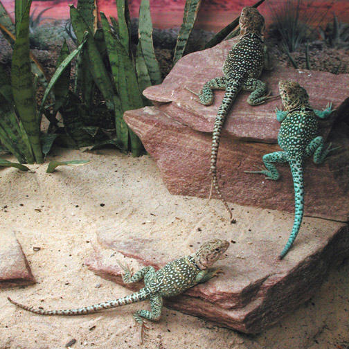 Subadult aquaflames