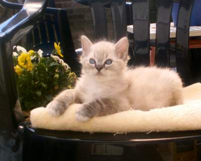 Chanidolls Sirius Jr.