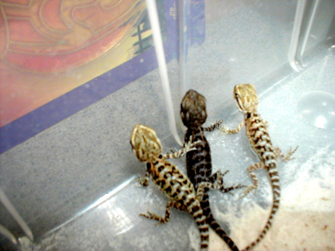 coastal x dwarf beardeds P.minor x P.barbatus