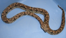Acrantophis dumerili