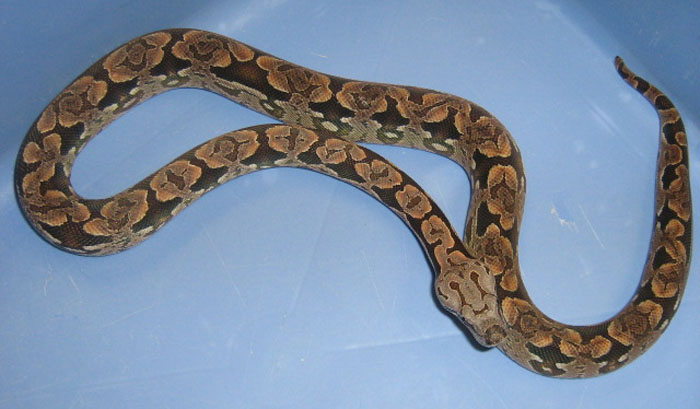 Acrantophis dumerili