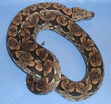Acrantophis dumerili