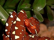 my little gtp