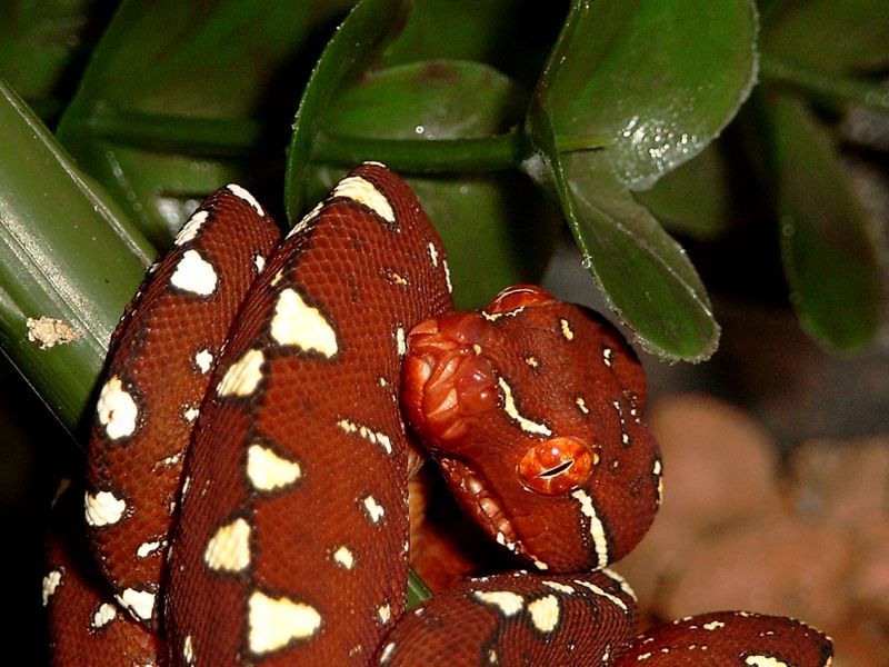 my little gtp