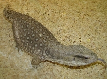 Varanus exanthemeticus