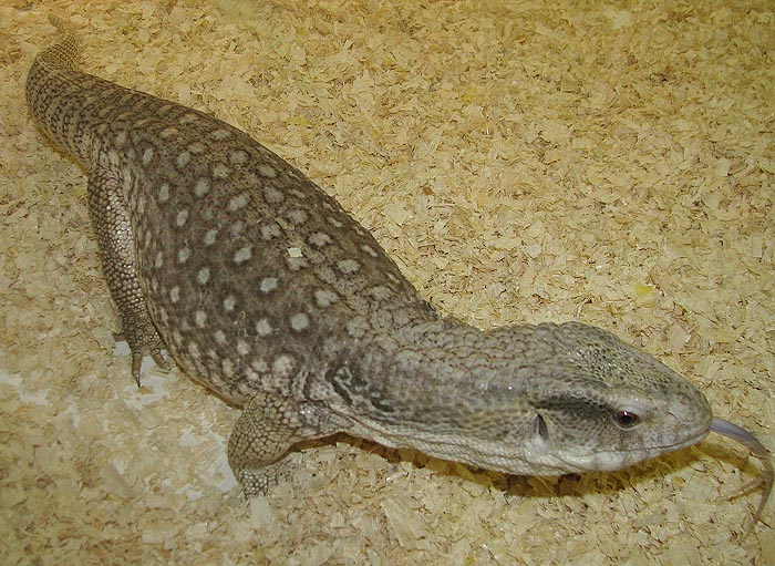 Varanus exanthemeticus