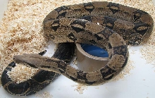 Boa c. imperator