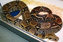 Boa c. imperator