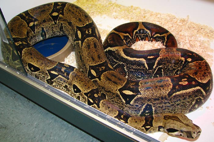 Boa c. imperator