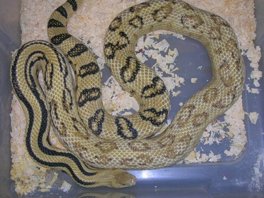 Pituophis lineaticolis