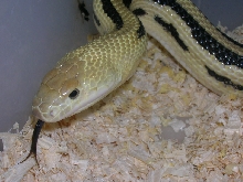 Pituophis lineaticolis