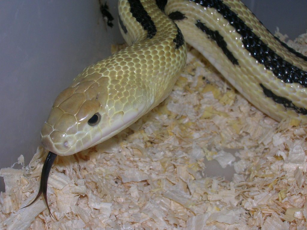 Pituophis lineaticolis