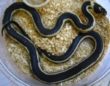 Lampropeltis t. californiae