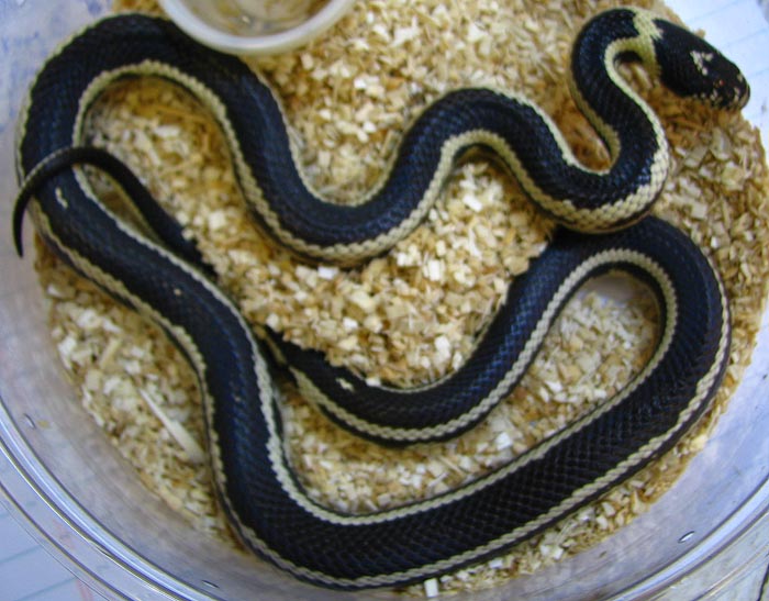Lampropeltis t. californiae