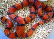 Lampropeltis t. hondurensis