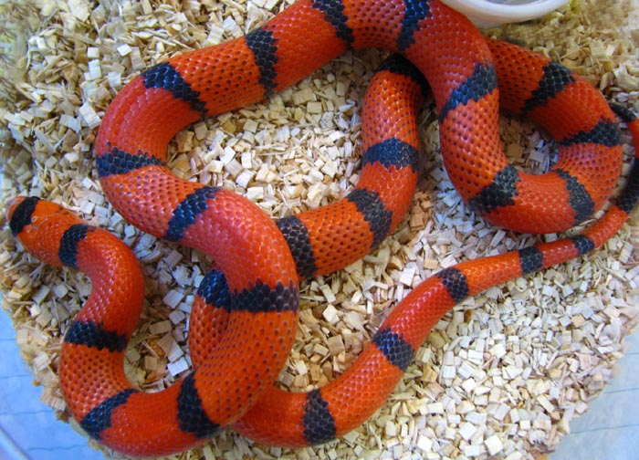 Lampropeltis t. hondurensis