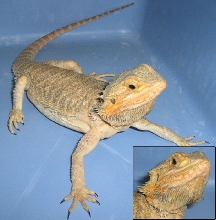 Pogona vitticeps