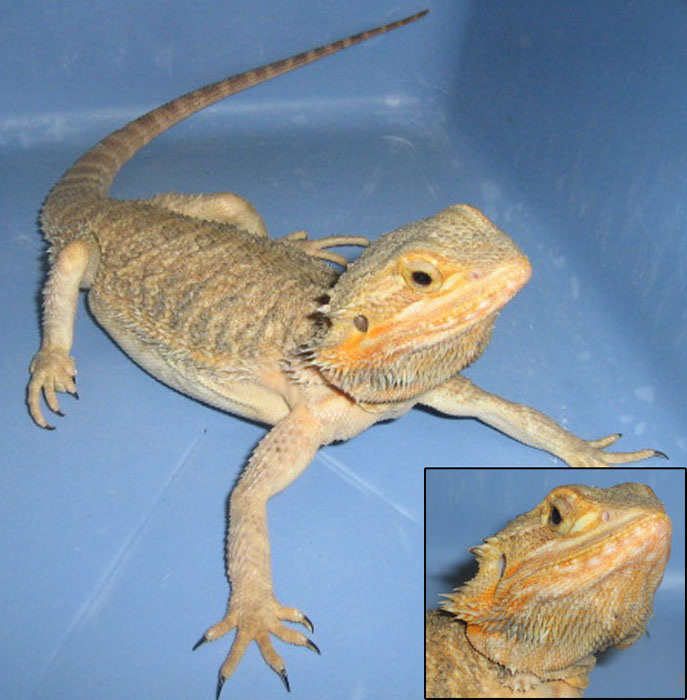 Pogona vitticeps