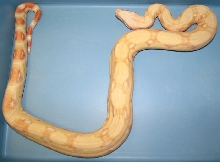 Boa c. imperator