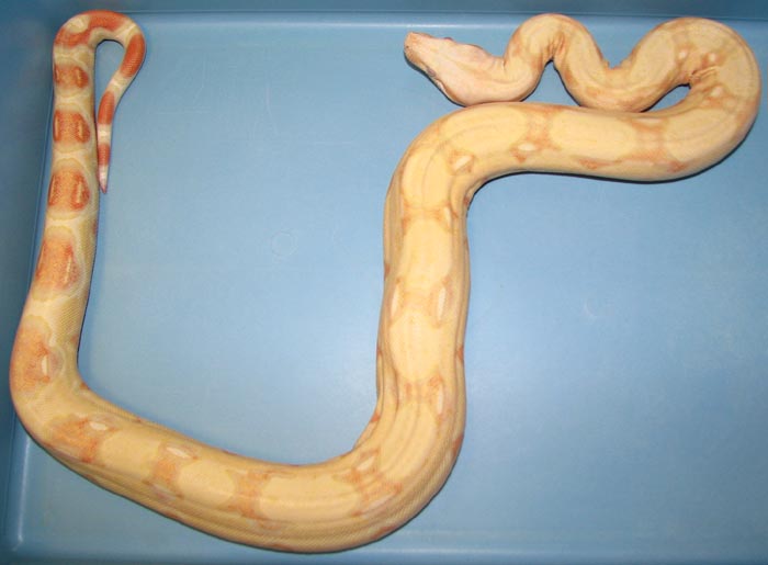 Boa c. imperator