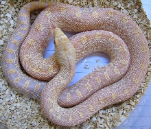 Pituophis catenifer sayi
