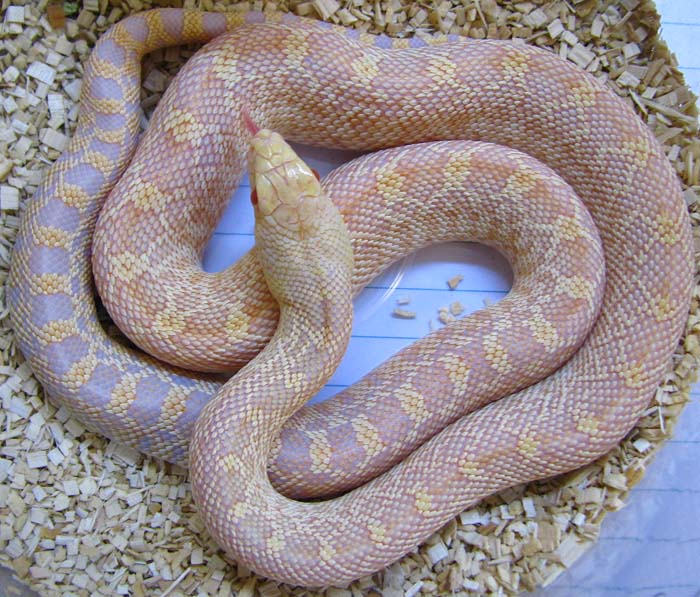Pituophis catenifer sayi
