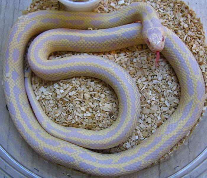 Lampropeltis g. californiae