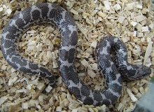 Eryx colubrinus