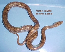 Epicrates cenchria assisi
