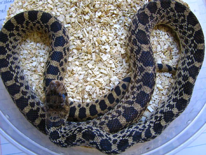 Pituophis catenifer sayi