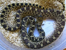Pituophis catenifer sayi