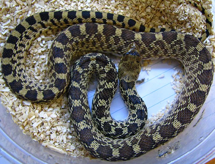 Pituophis catenifer sayi