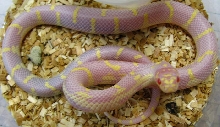 Lampropeltis g. californiae