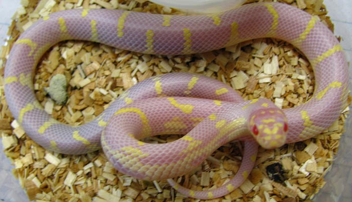 Lampropeltis g. californiae