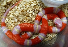 Lampropeltis t. nelsoni