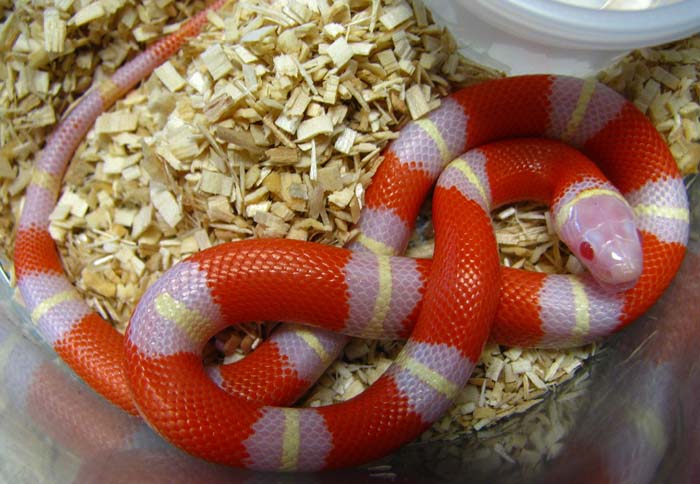 Lampropeltis t. nelsoni