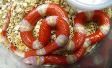 Lampropeltis t. nelsoni