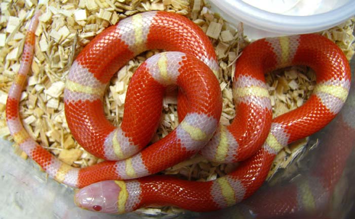 Lampropeltis t. nelsoni