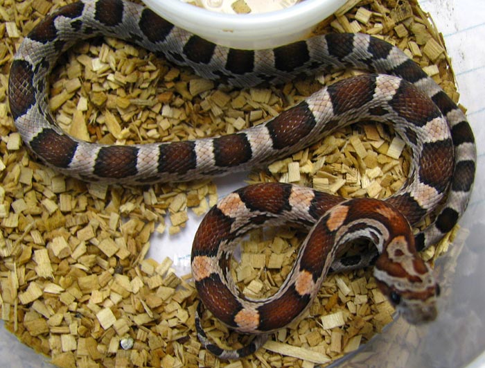 Elaphe guttata
