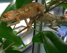 Furcifer pardalis