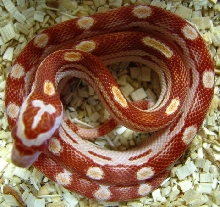Elaphe guttata