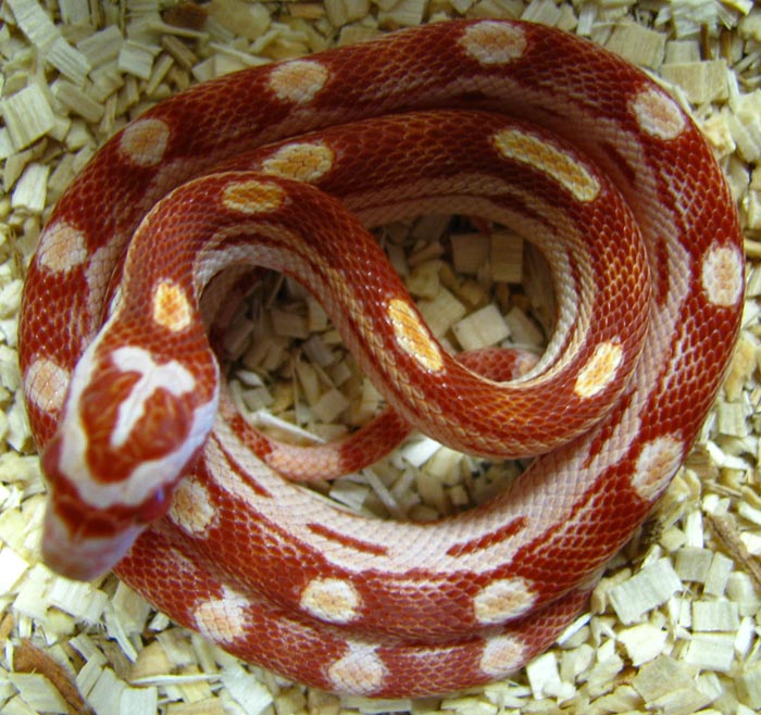 Elaphe guttata