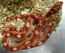 Elaphe guttata