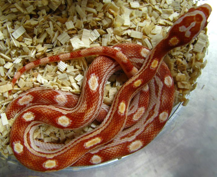 Elaphe guttata