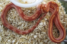 Elaphe guttata