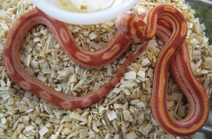 Elaphe guttata