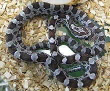 Elaphe guttata