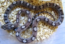 Elaphe guttata